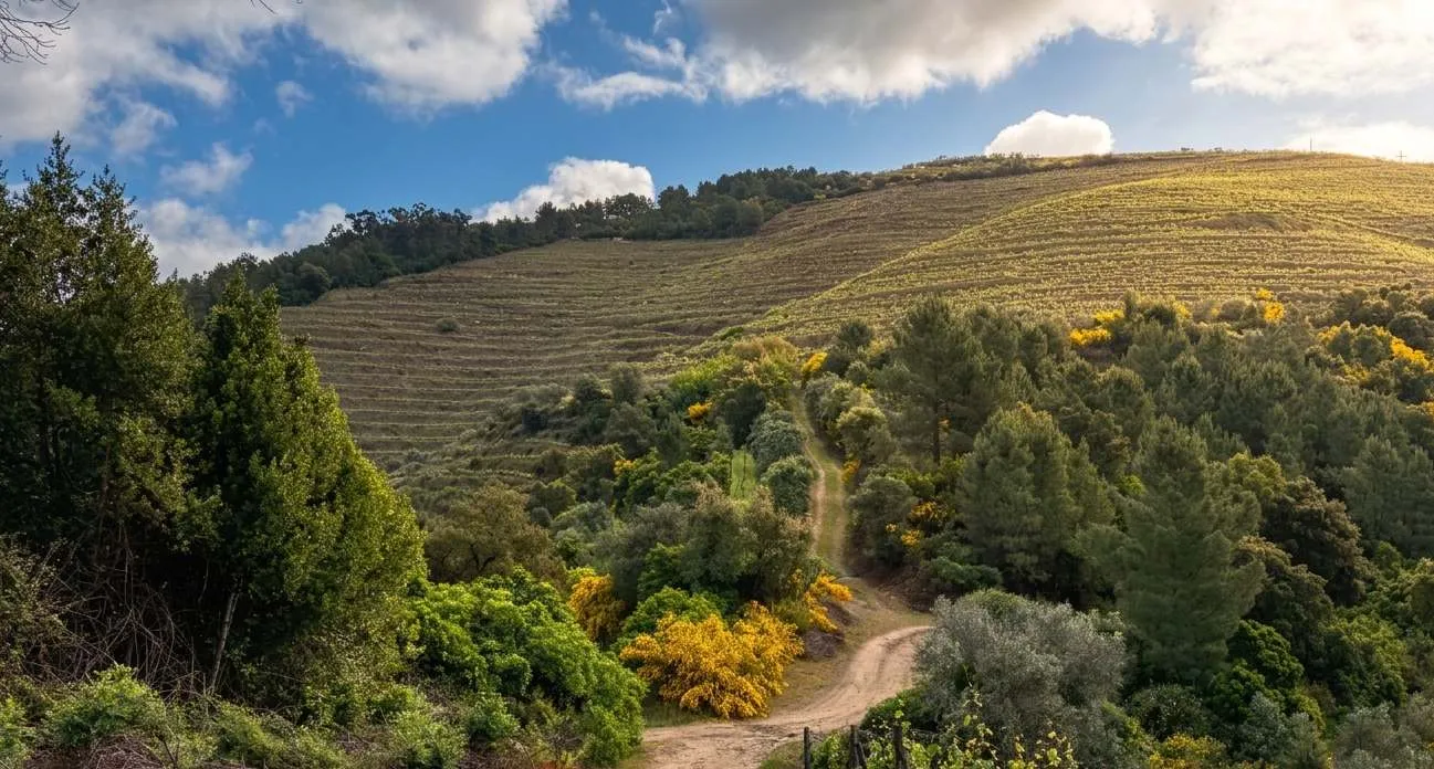 Vale do Douro