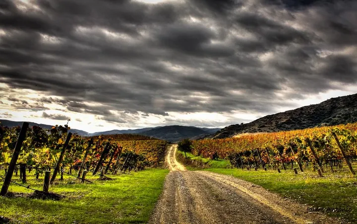 Vineyards