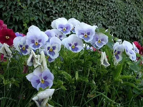 flowers