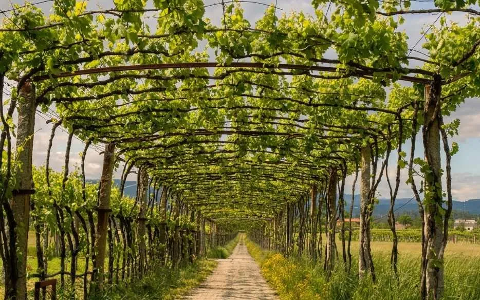 Food & Wine Experience on a Minho Cycling Tour
