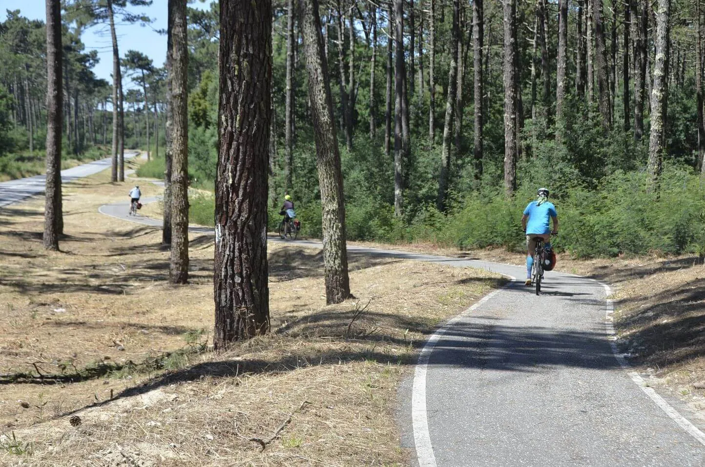 furadouro forest in a bicycle