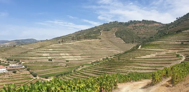 Pinhão viewpoint