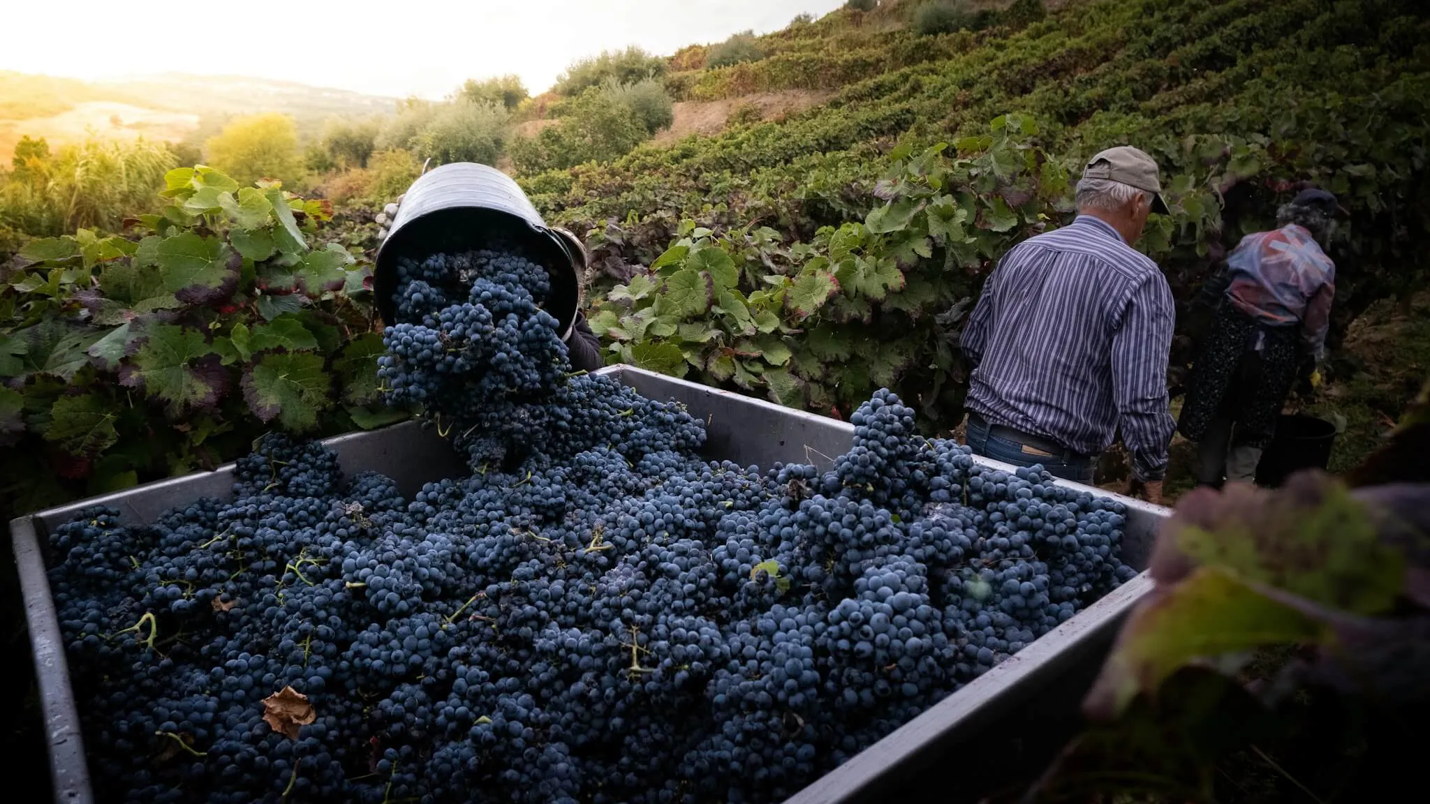 Vineyard Harvest in Douro Valley, Portugal