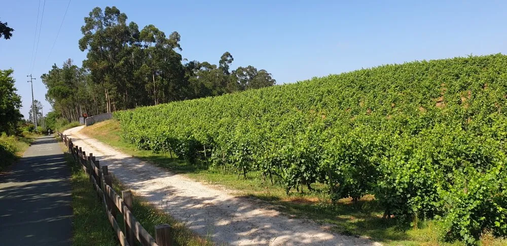 biking eco pista do dão